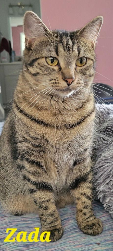 Zada, a Adoptable mixed breed in Battle Ground, WA image 2/3