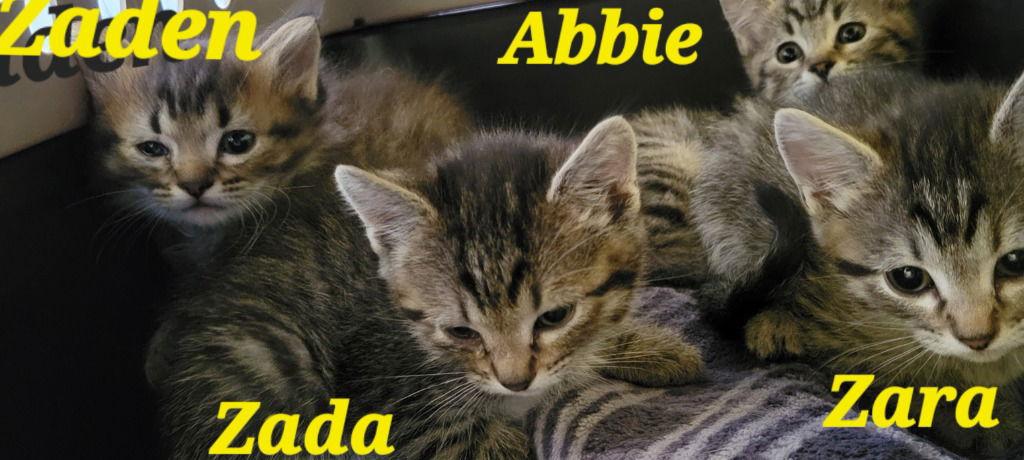 Zada, a Adoptable mixed breed in Battle Ground, WA image 3/3