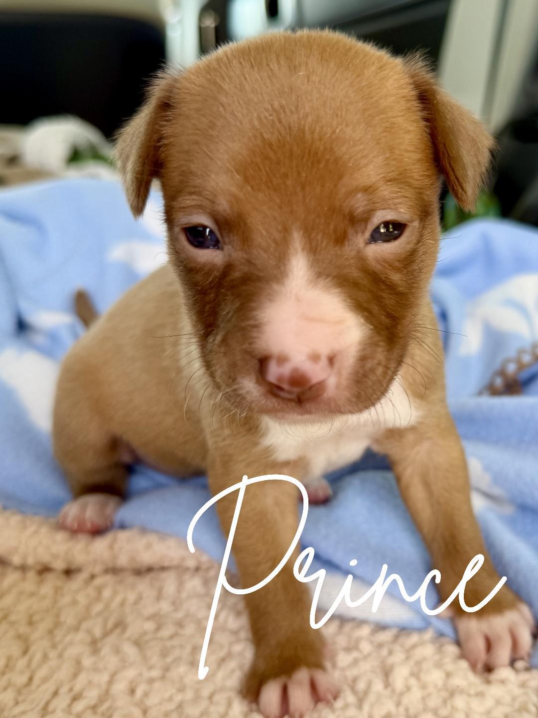 Prince, a ADOPTABLE mixed breed in Herald, CA image 2/2