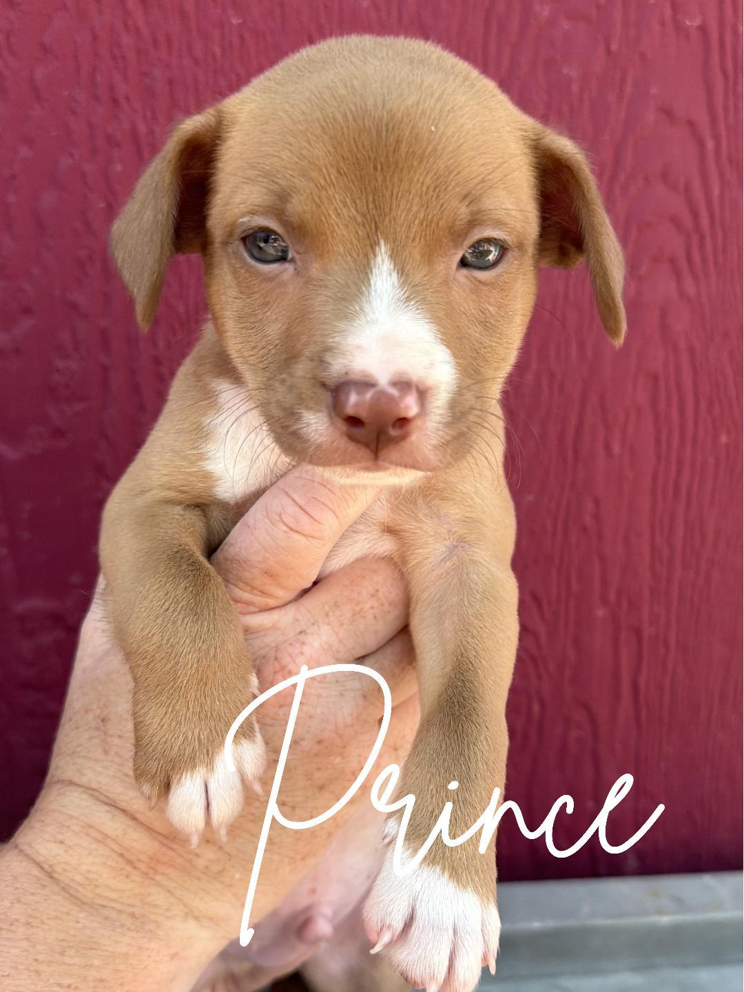 Prince, a ADOPTABLE mixed breed in Herald, CA image 1/2