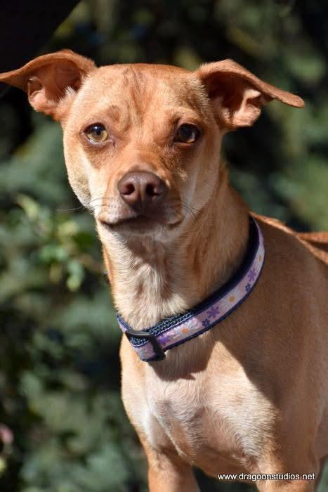 Cabo, mix, 1.5 yrs, 15 lb, $250 fee, Adoptable, Young Male Dachshund & Chihuahua.