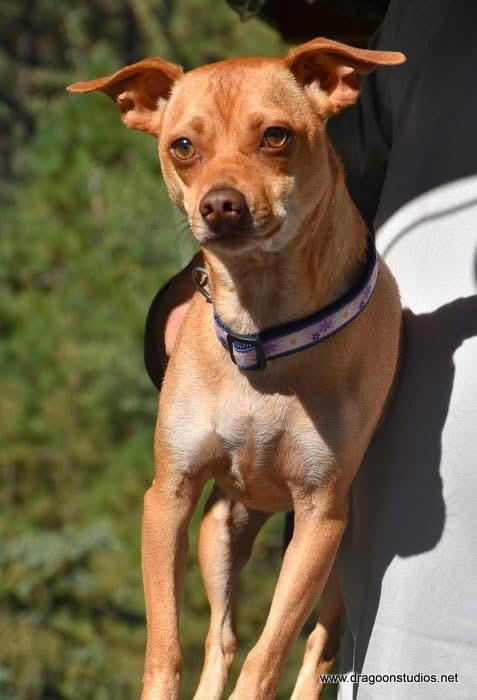 Cabo, mix, 1.5 yrs, 15 lb, $250 fee