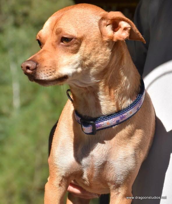 Cabo, mix, 1.5 yrs, 15 lb, $250 fee