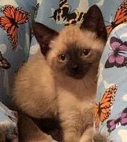 Jasper, Adopted, Adult Male Siamese & Domestic Short Hair.
