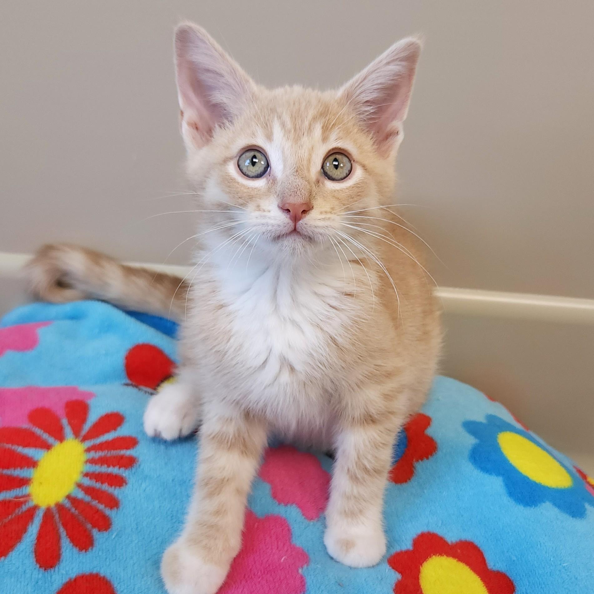 Buzz, ADOPTABLE, Kitten Male Domestic Short Hair.