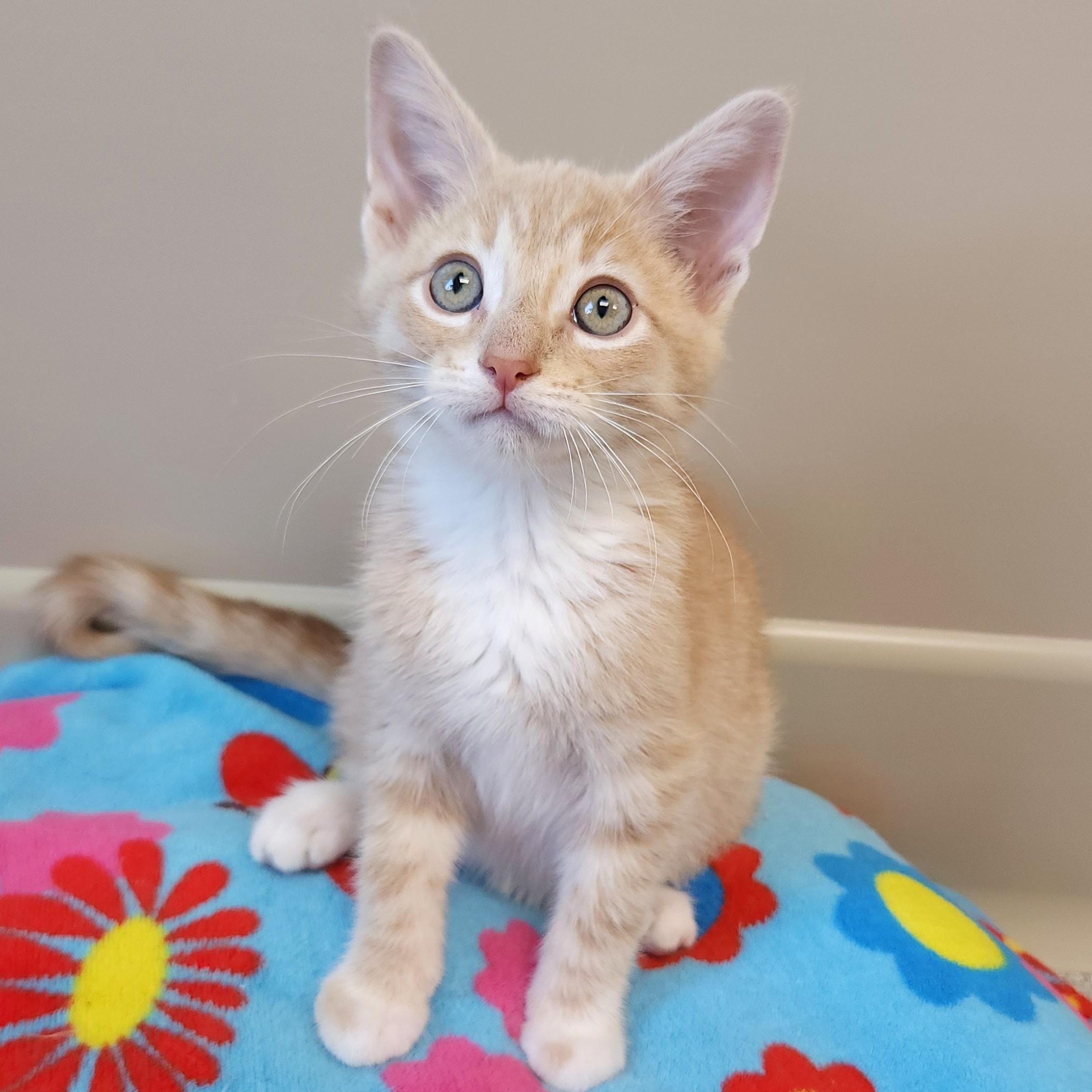 Enlarge Buzz, a ADOPTABLE Domestic Short Hair in Marshfield, WI image 3/6