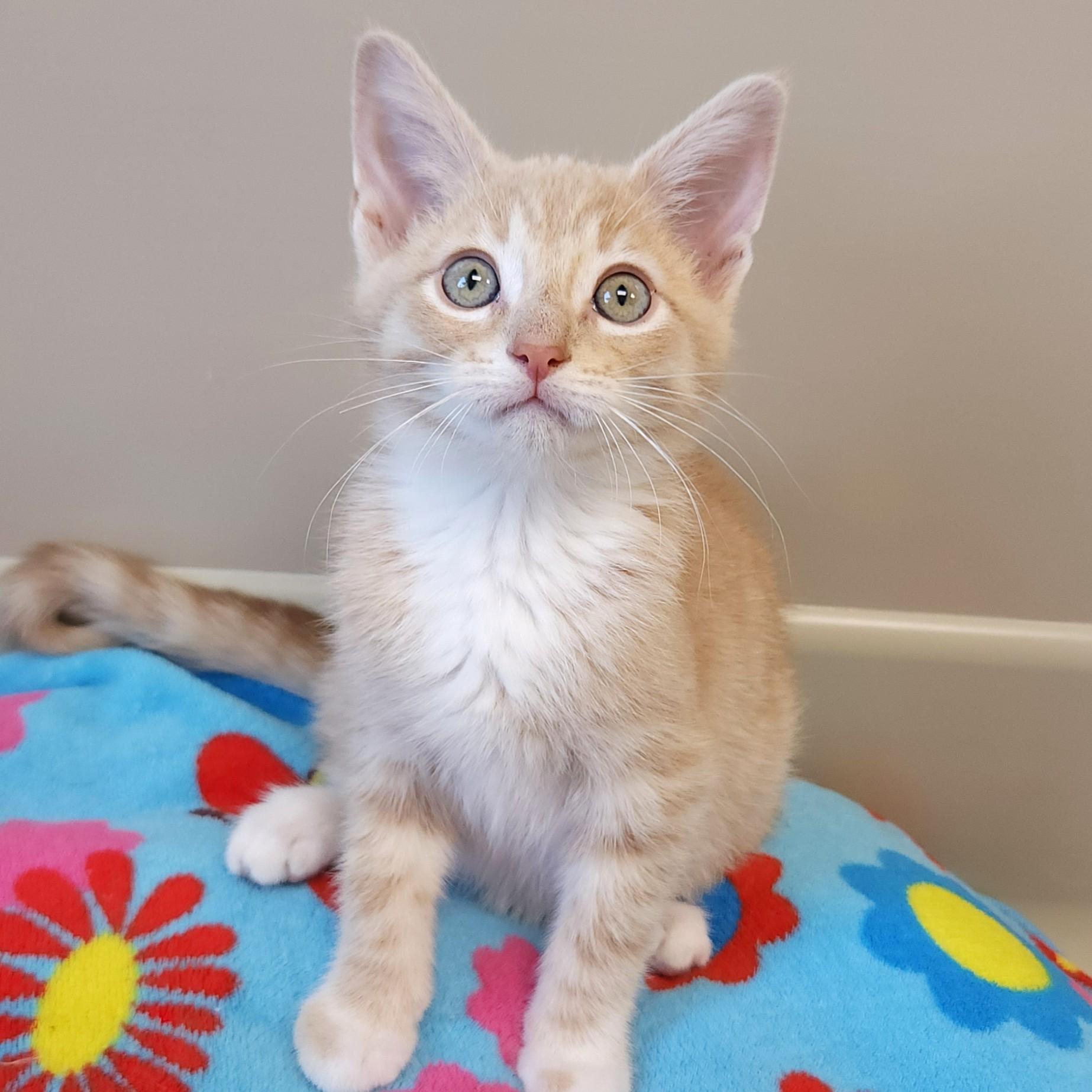 Enlarge Buzz, a ADOPTABLE Domestic Short Hair in Marshfield, WI image 4/6