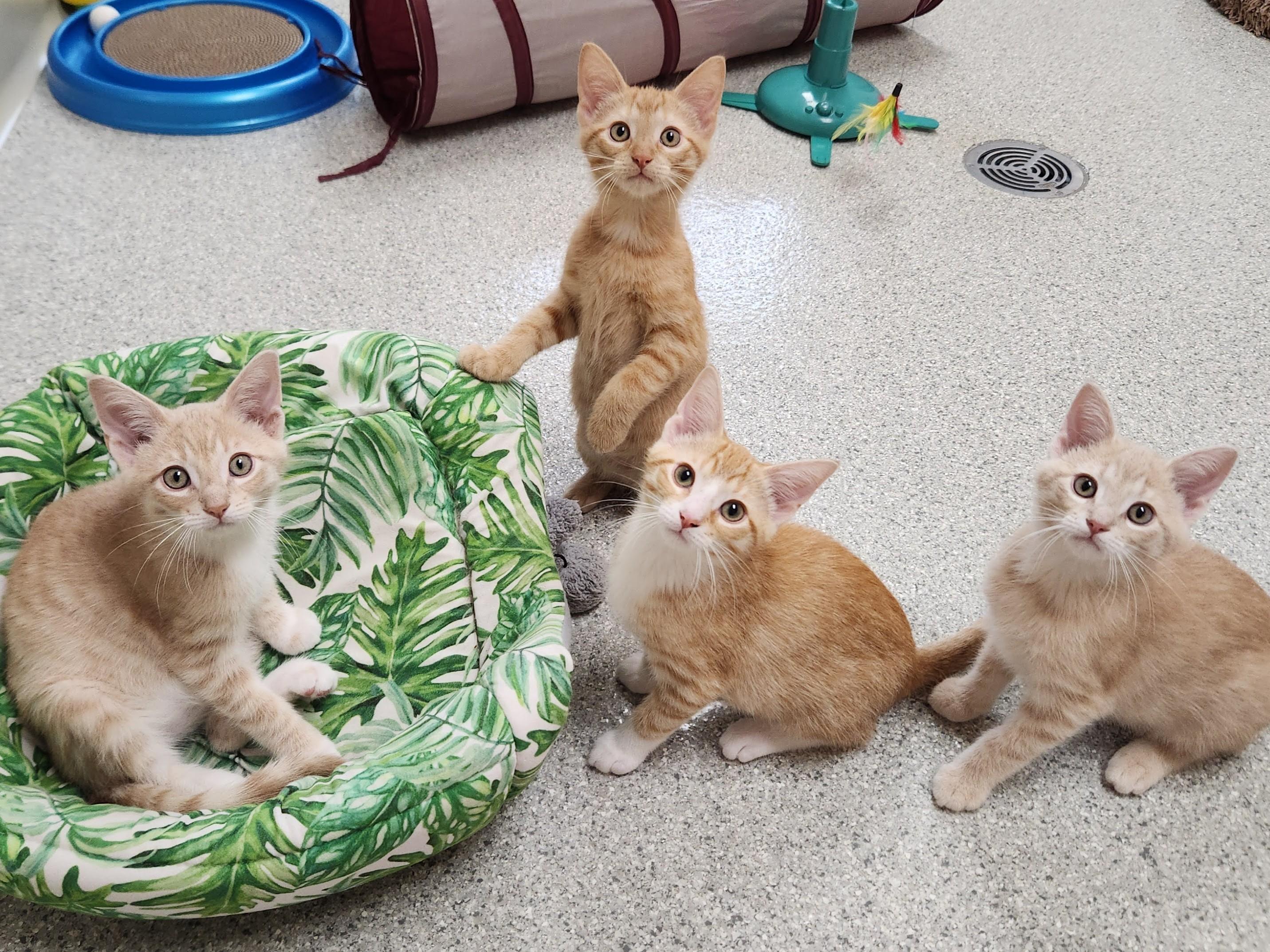 Enlarge Buzz, a ADOPTABLE Domestic Short Hair in Marshfield, WI image 5/6