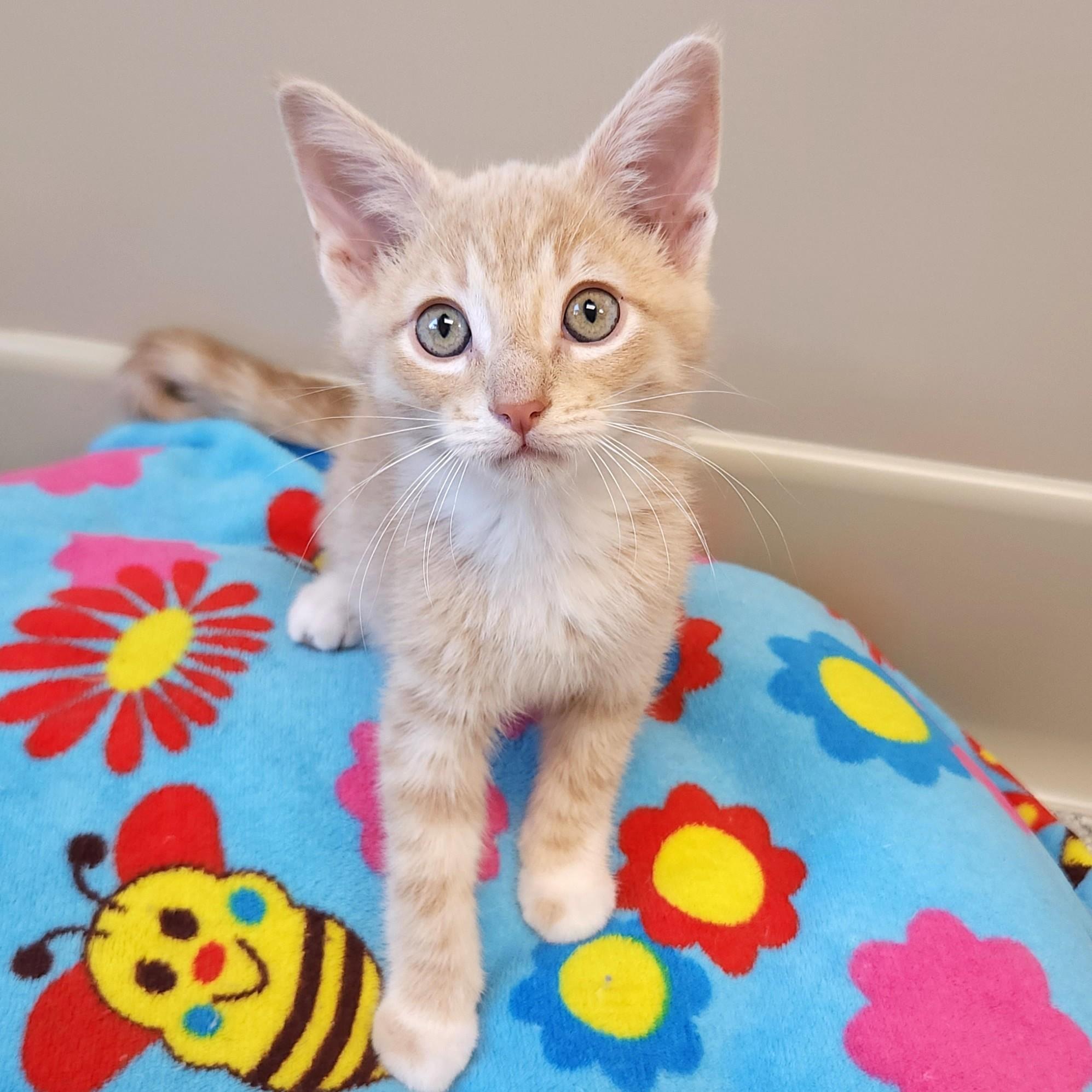 Enlarge Buzz, a ADOPTABLE Domestic Short Hair in Marshfield, WI image 2/6