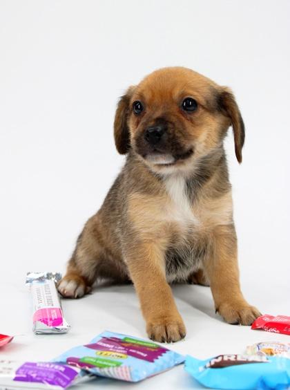 Rollo — thumbnail 2