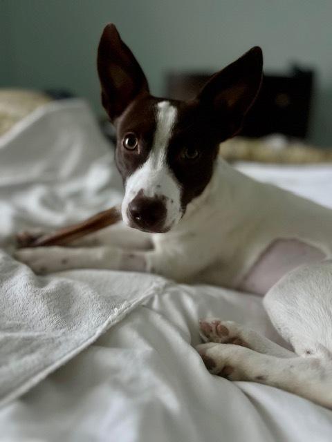 Dolly, Adoptable, Young Female Rat Terrier & Dachshund.