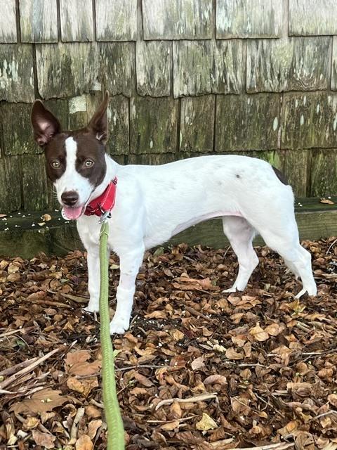 Enlarge Dolly, a Adoptable mixed breed in Willingboro, NJ image 3/6