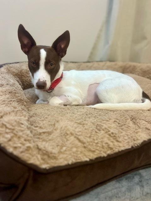 Enlarge Dolly, a Adoptable mixed breed in Willingboro, NJ image 5/6