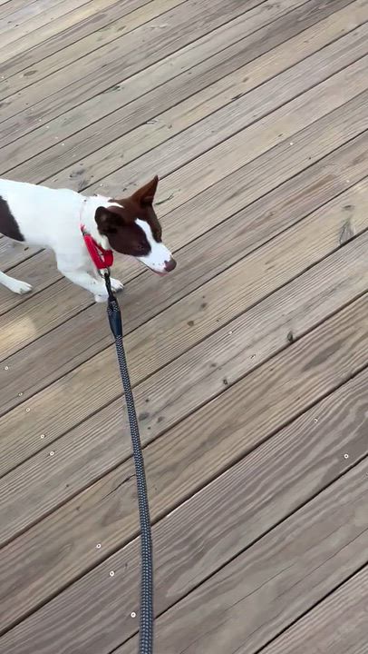Enlarge Dolly, a Adoptable mixed breed in Willingboro, NJ video 6/6