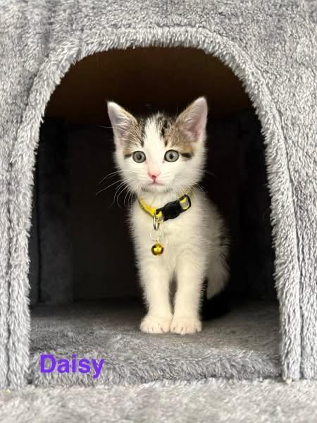 Daisy, Adoptable, Kitten Female Domestic Short Hair & Tabby.