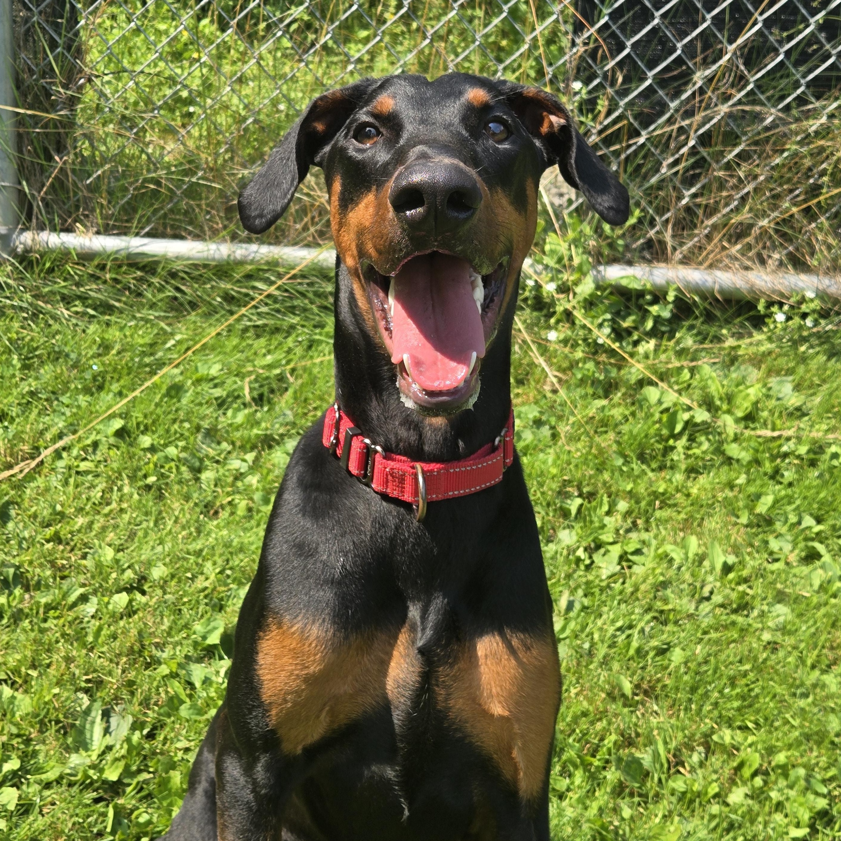 Enlarge Riot In Prison Program, a Adoptable Doberman Pinscher in Honesdale, PA image 2/3