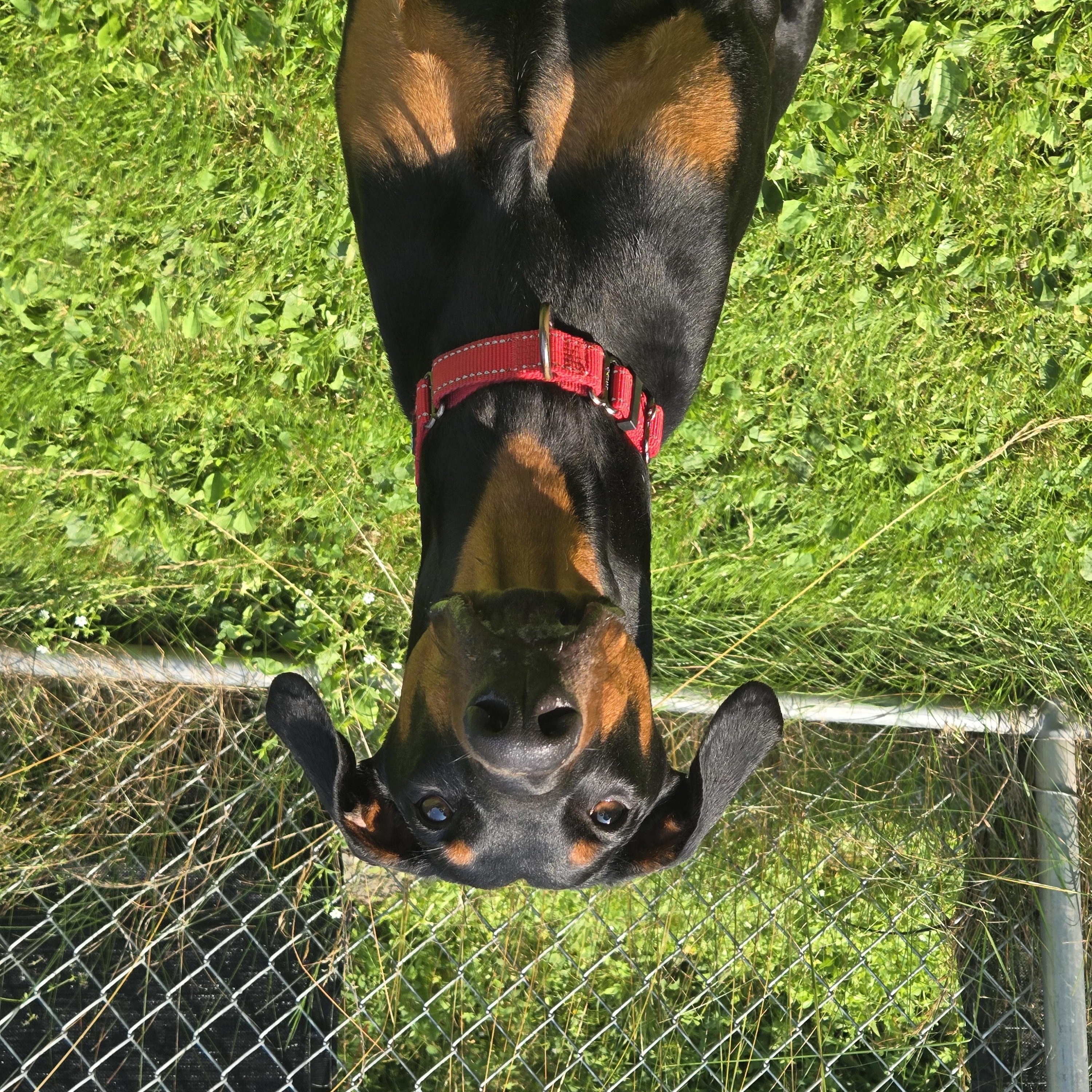 Enlarge Riot In Prison Program, a Adoptable Doberman Pinscher in Honesdale, PA image 3/3