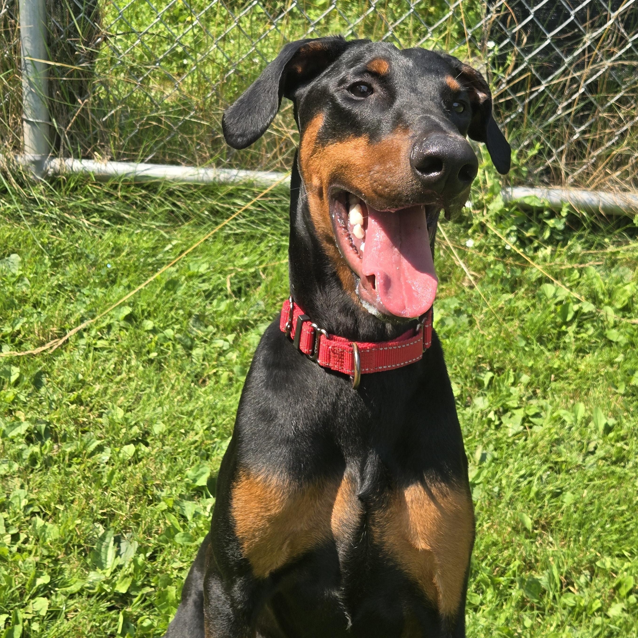 Enlarge Riot In Prison Program, a Adoptable Doberman Pinscher in Honesdale, PA image 1/3