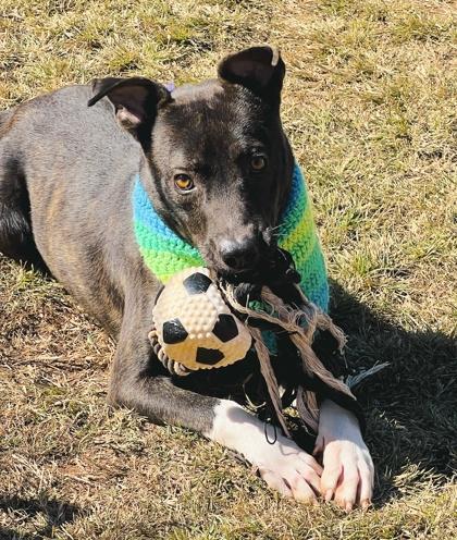 Enlarge Leonardo $85 Fostered, a Adoptable Mixed Breed in Seneca, SC image 1/3
