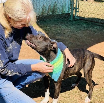 Enlarge Leonardo $85 Fostered, a Adoptable Mixed Breed in Seneca, SC image 3/3