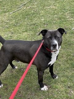 Hero, a Adoptable mixed breed in Shohola, PA image 1/3