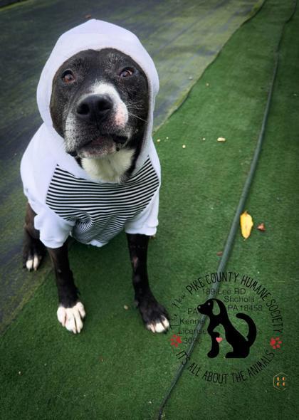 Enlarge Hero, a Adoptable mixed breed in Shohola, PA image 3/3