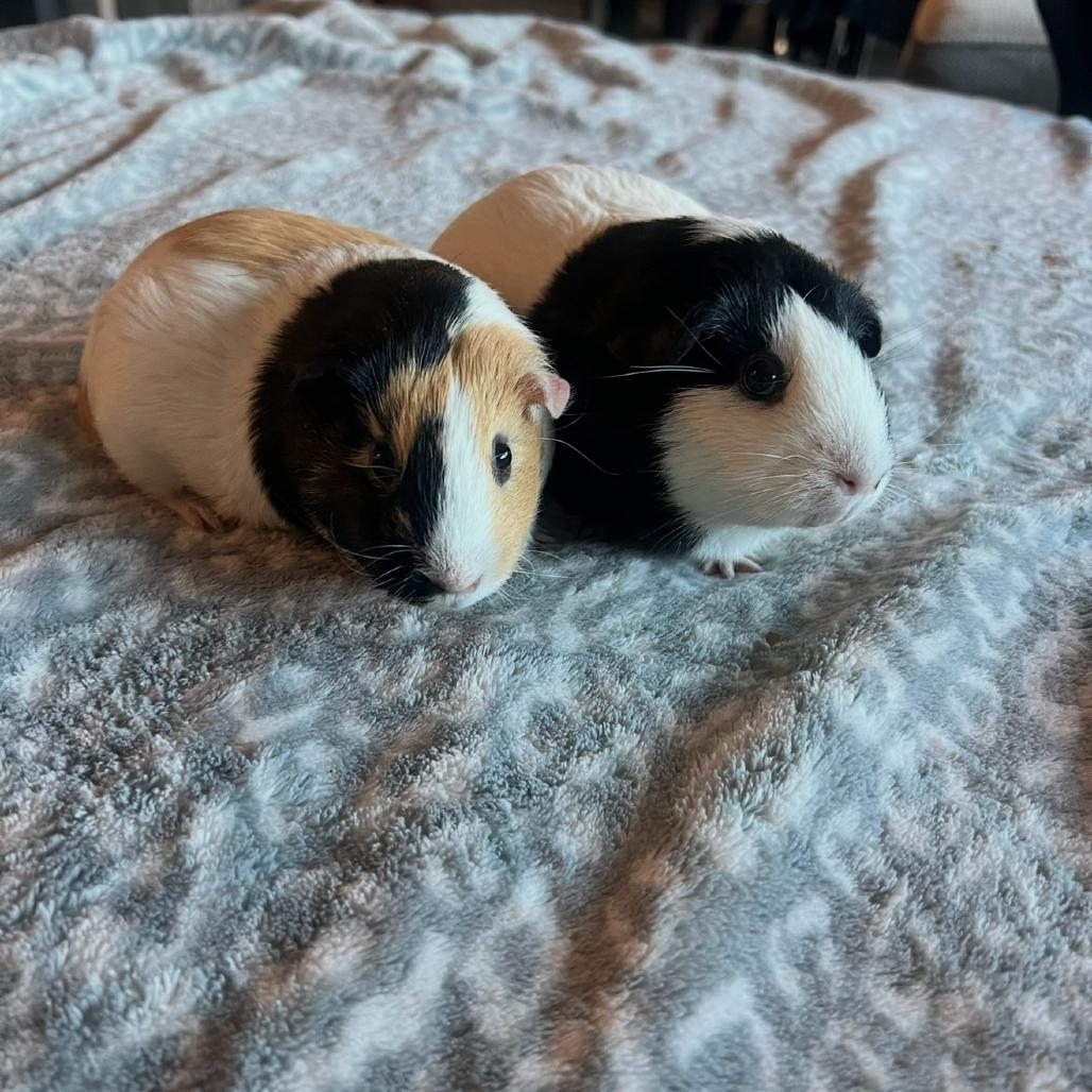 Smores, Adoptable, Adult Female Guinea Pig.