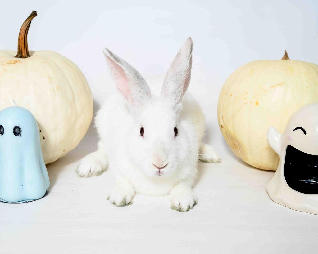 Enlarge Frosty, a Adoptable Hotot in Jefferson, LA image 1/2