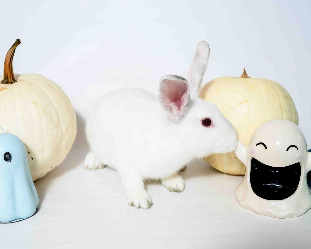 Enlarge Frosty, a Adoptable Hotot in Jefferson, LA image 2/2