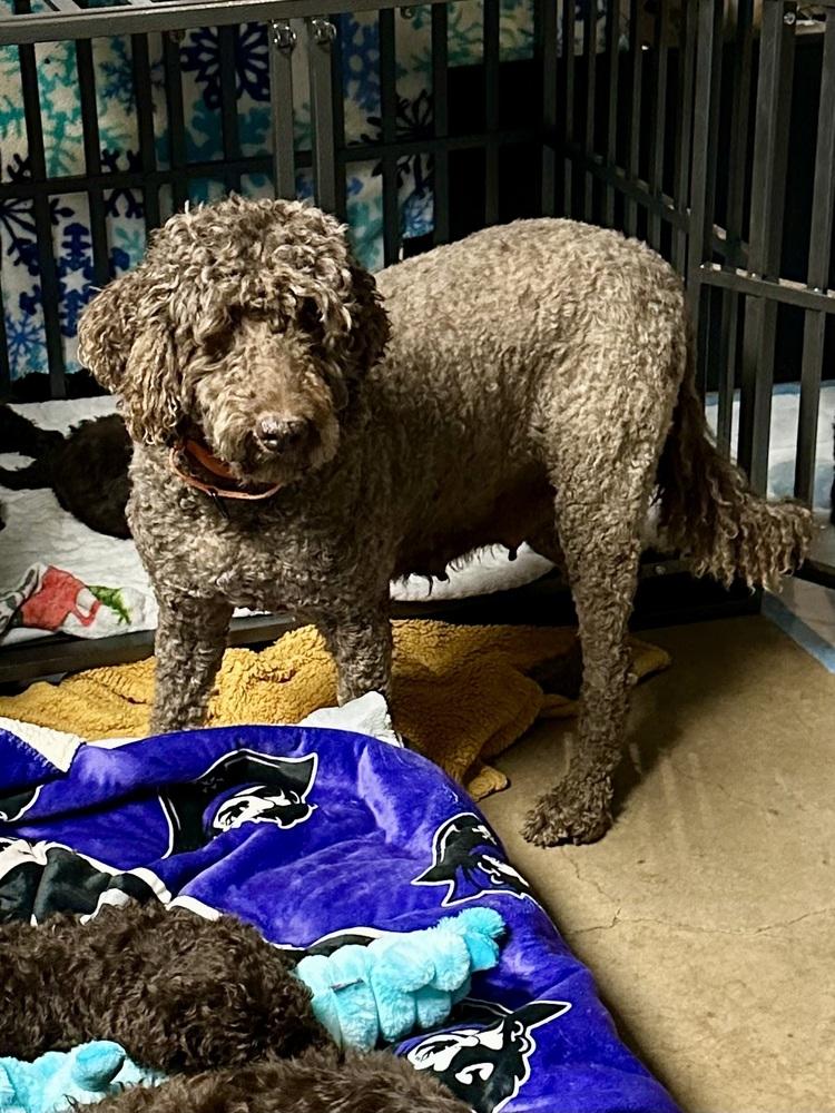 Belle Rose, Adoptable, Adult Female Labrador Retriever.