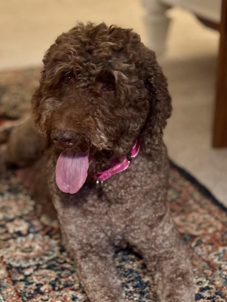 Enlarge Belle Rose, a Adoptable mixed breed in Milton, GA image 2/3