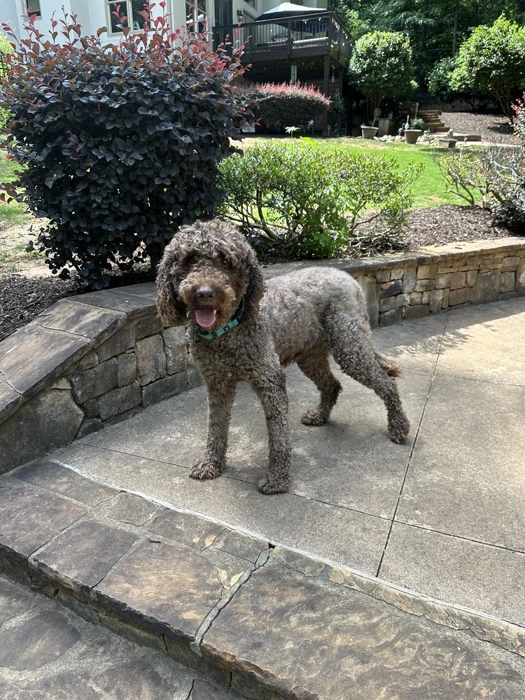 Belle Rose, a Adoptable mixed breed in Milton, GA image 2/6