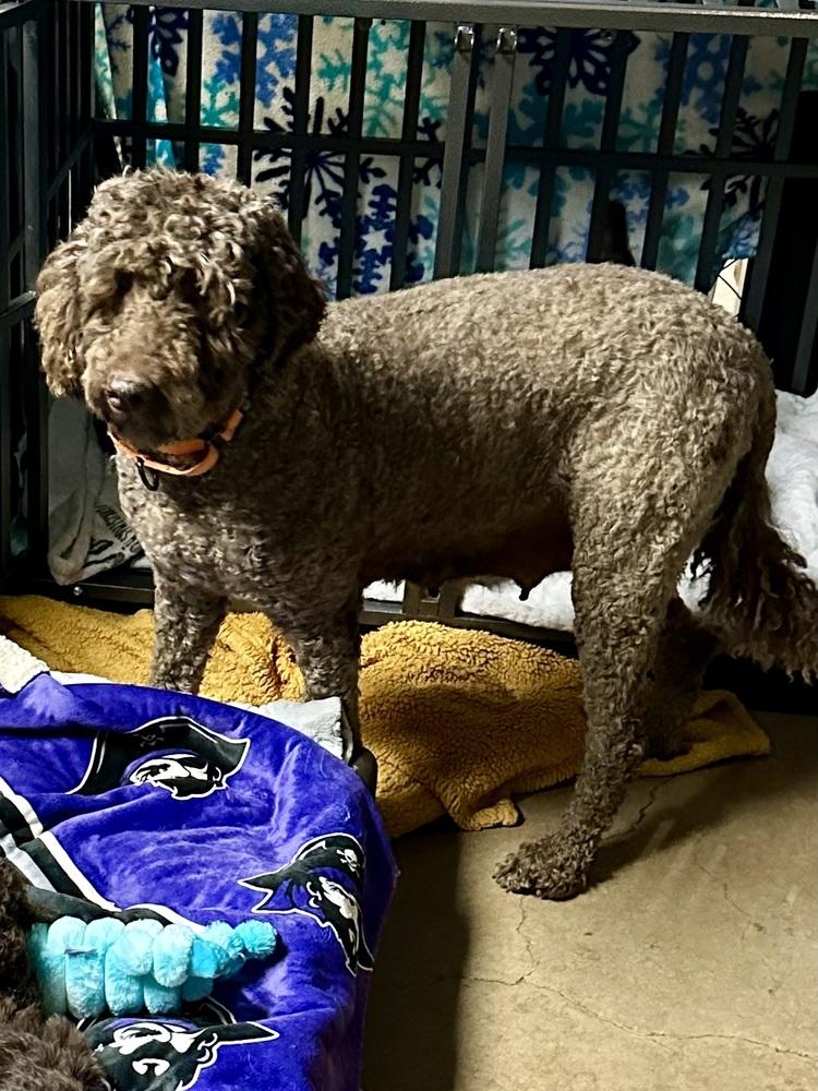 Belle Rose, Adoptable, Adult Female Labradoodle.