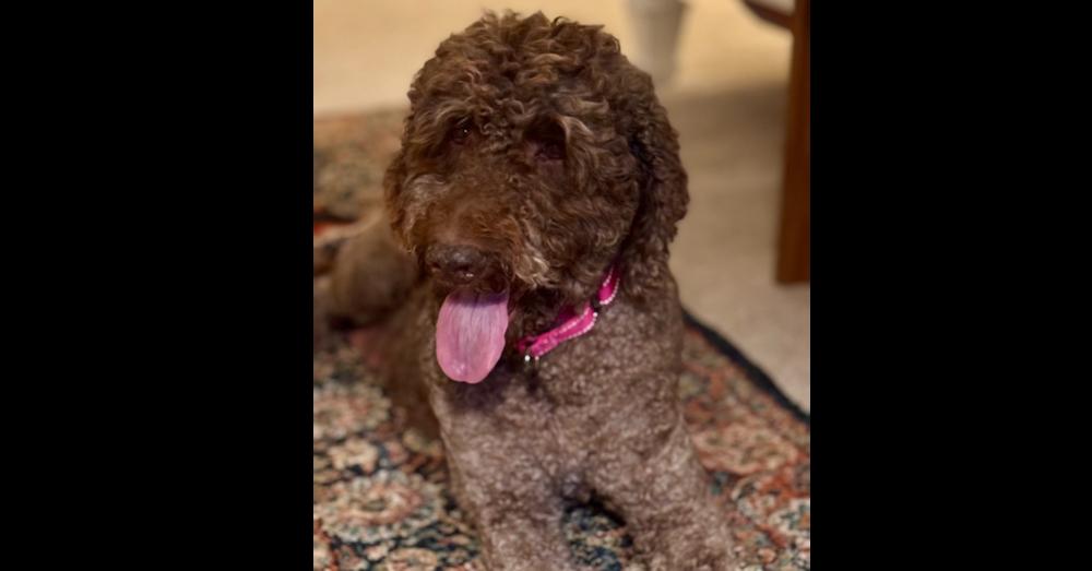Belle Rose, a Adoptable mixed breed in Milton, GA image 5/6