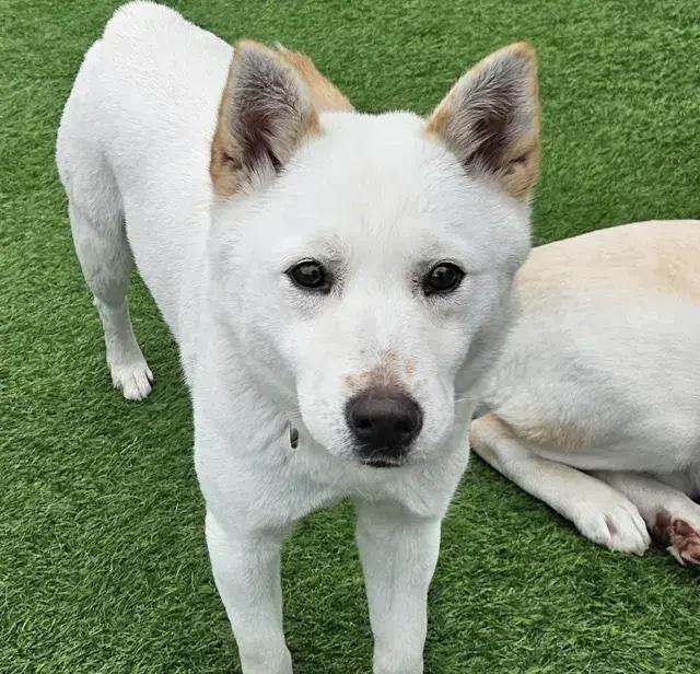 Enlarge Ongnam, a Adopted mixed breed in Long Island City, NY image 1/3