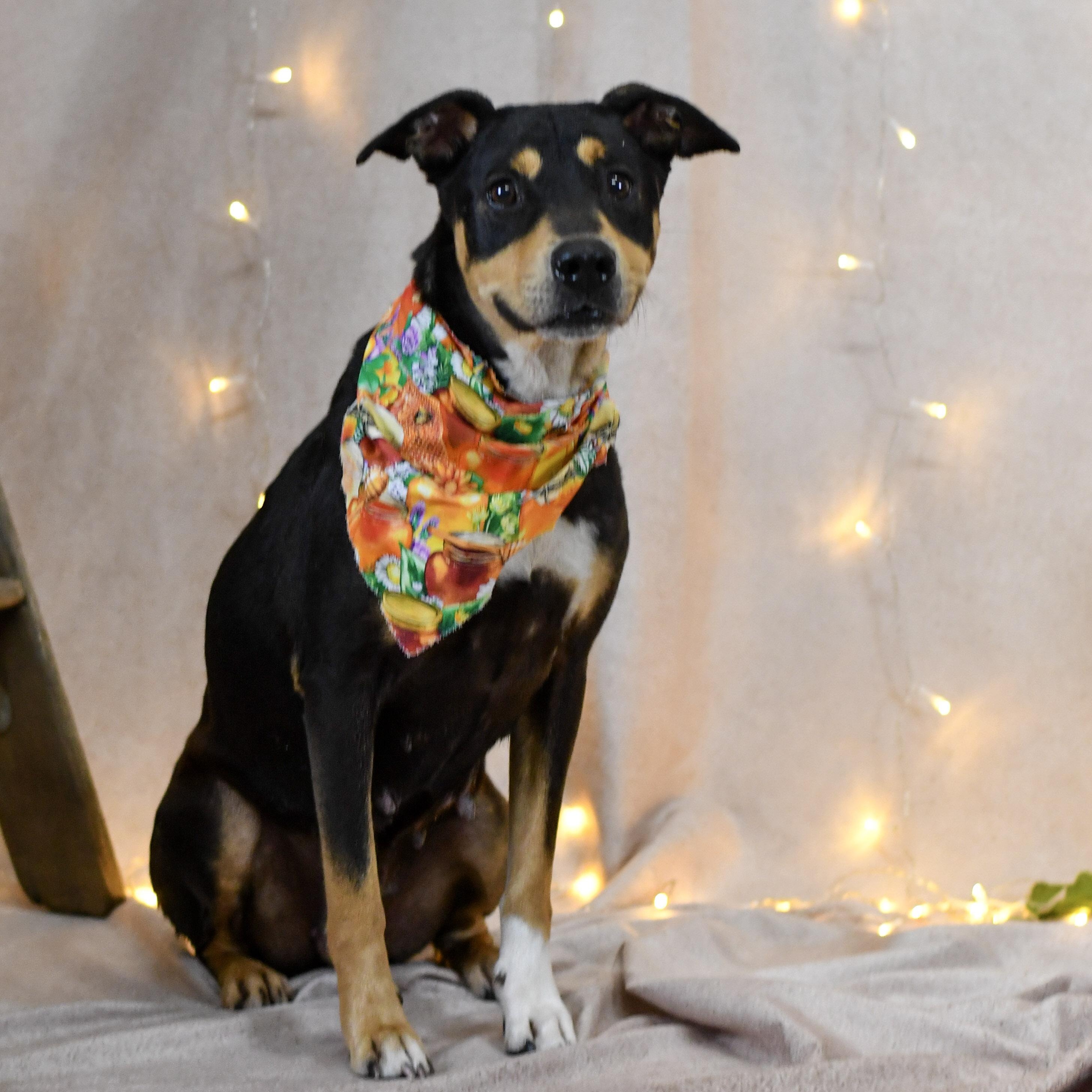 Yvonne, adopted, Adult Female Hound.