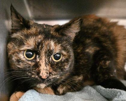 Smokey the Chocolate Bear, Adoptable, Adult Female Domestic Short Hair.