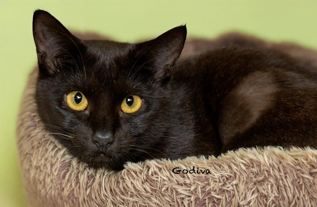 Enlarge Godiva, a Adoptable mixed breed in Hot Springs Village, AR image 1/2