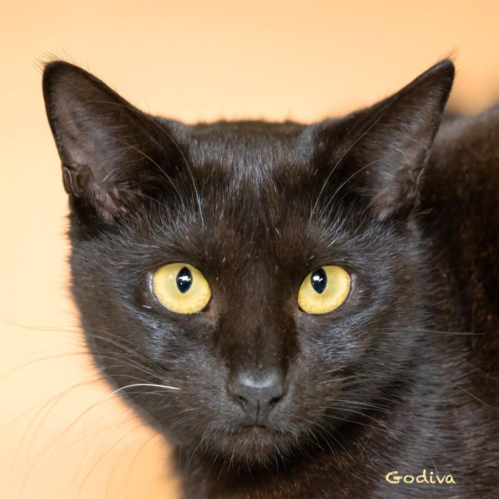 Enlarge Godiva, a Adoptable mixed breed in Hot Springs Village, AR image 2/2