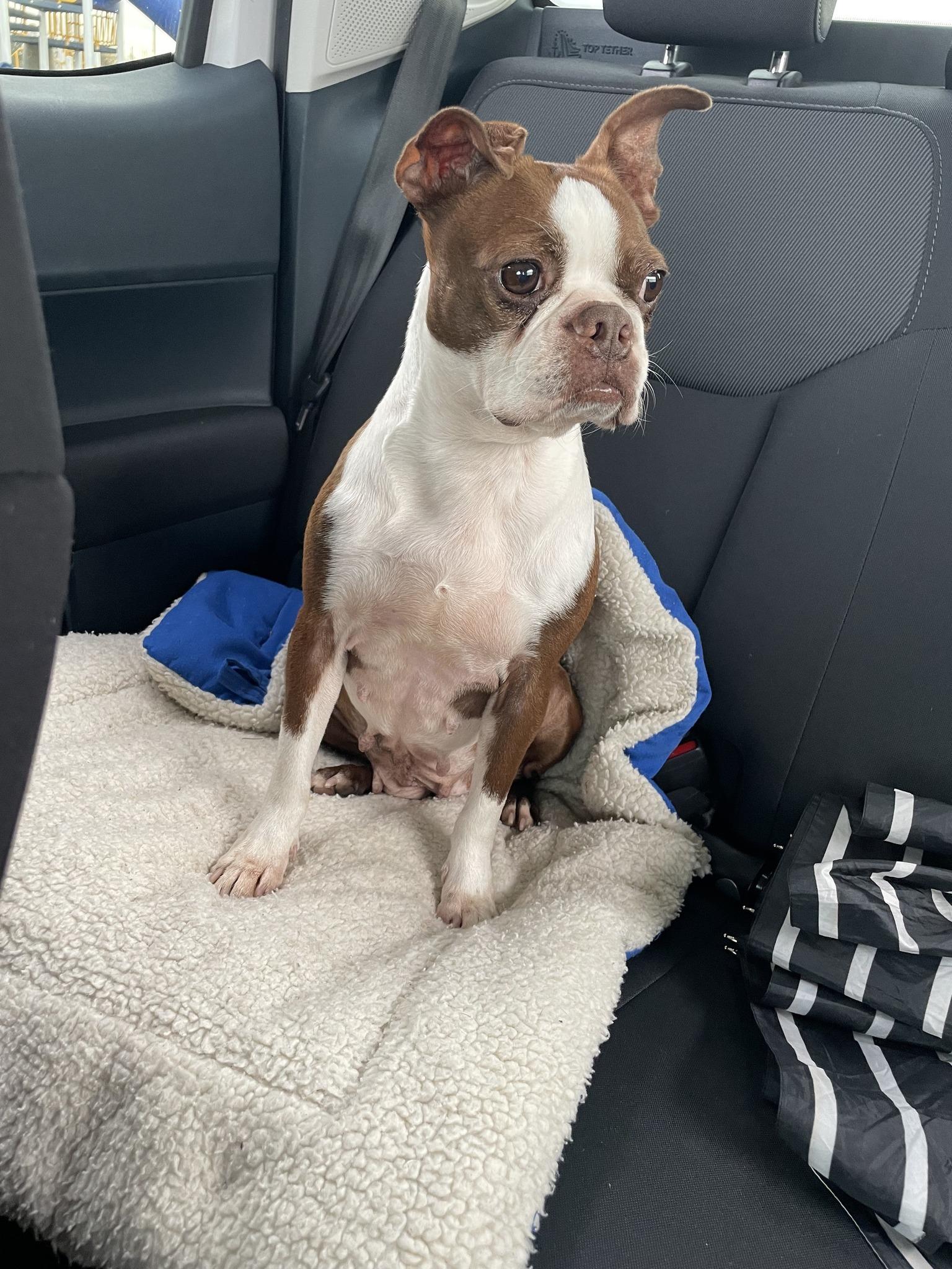 Enlarge Bruno (female), a ADOPTABLE Boston Terrier in Waukesha, WI image 4/6
