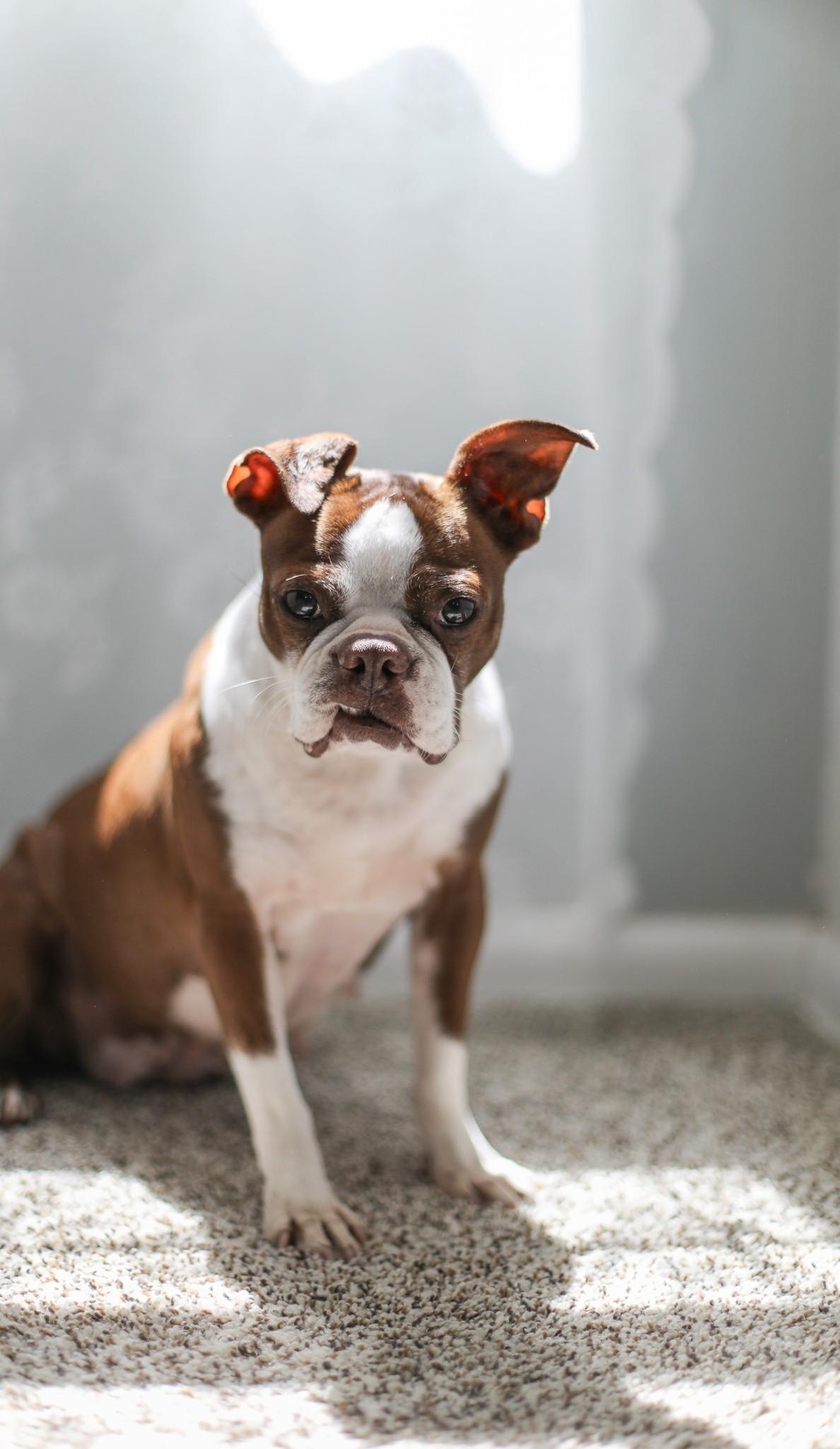 Bruno (female), ADOPTABLE, Adult Female Boston Terrier.
