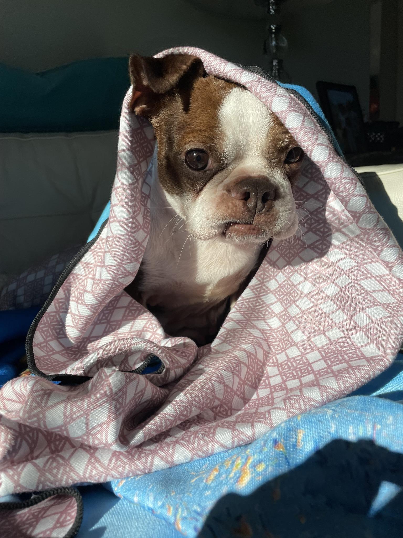 Enlarge Bruno (female), a ADOPTABLE Boston Terrier in Waukesha, WI image 5/6