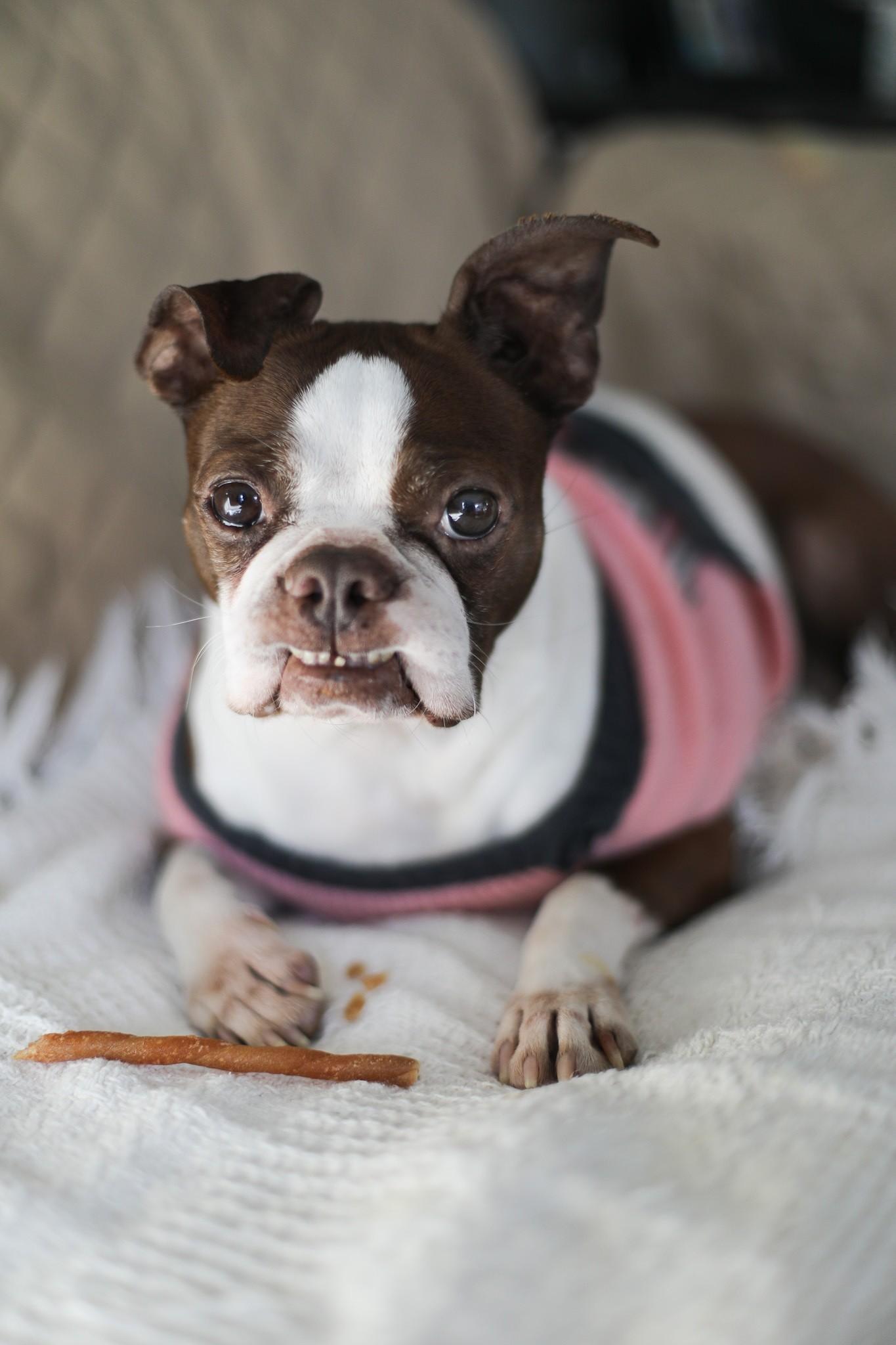 Enlarge Bruno (female), a ADOPTABLE Boston Terrier in Waukesha, WI image 2/6