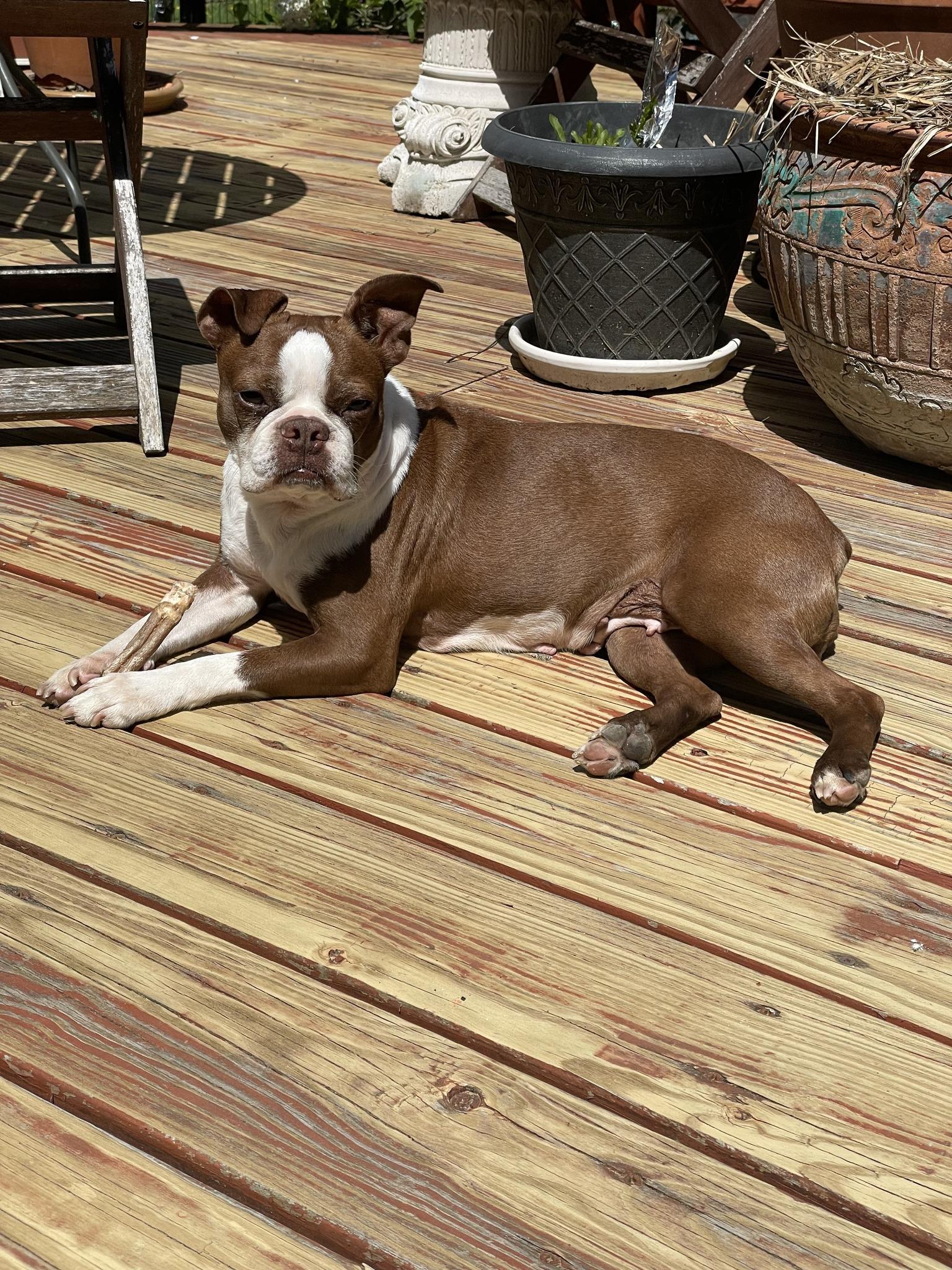 Enlarge Bruno (female), a ADOPTABLE Boston Terrier in Waukesha, WI image 6/6