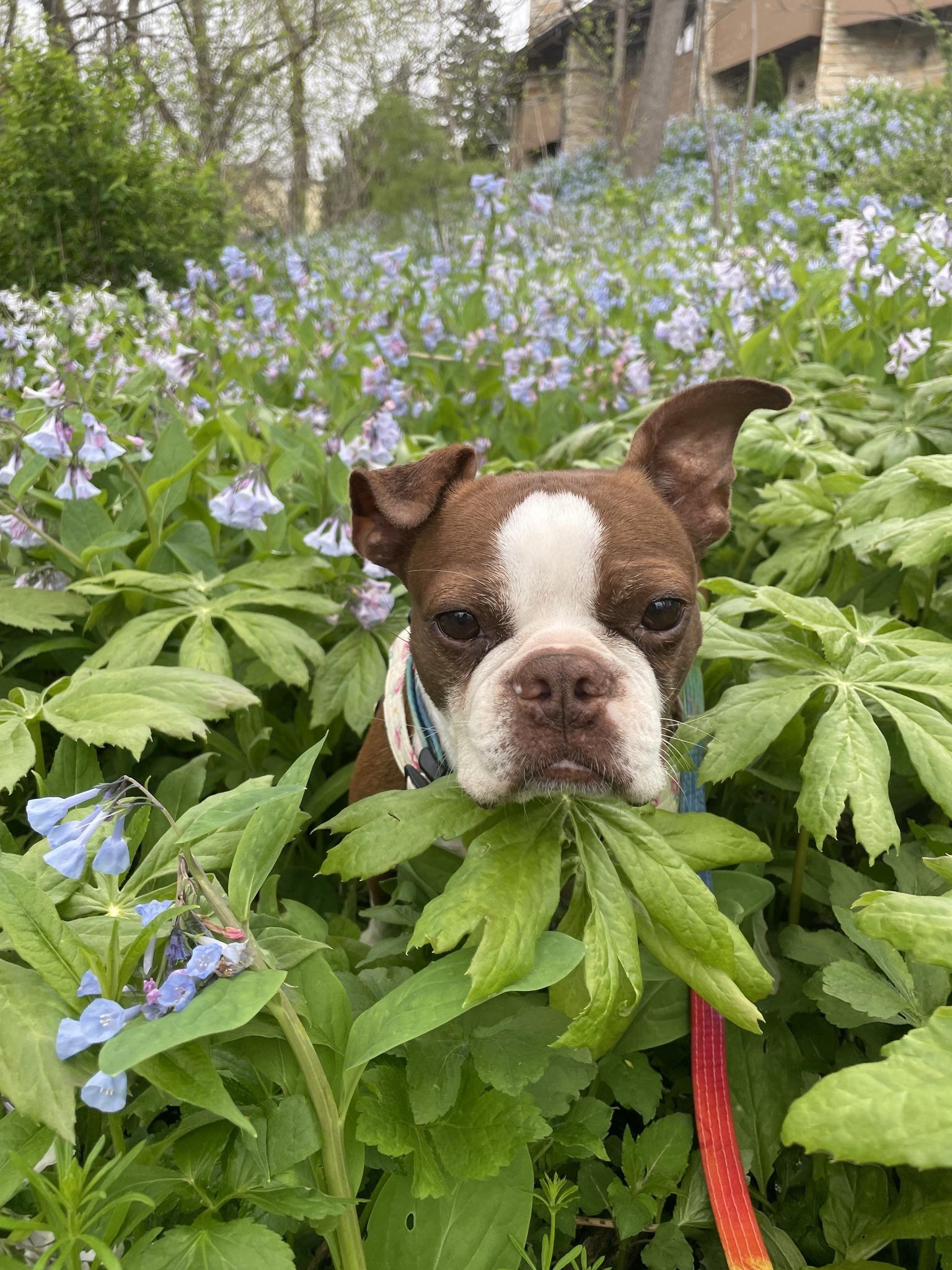 Enlarge Bruno (female), a ADOPTABLE Boston Terrier in Waukesha, WI image 3/6