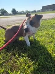Eddie, Adoptable, Adult Male American Bulldog.