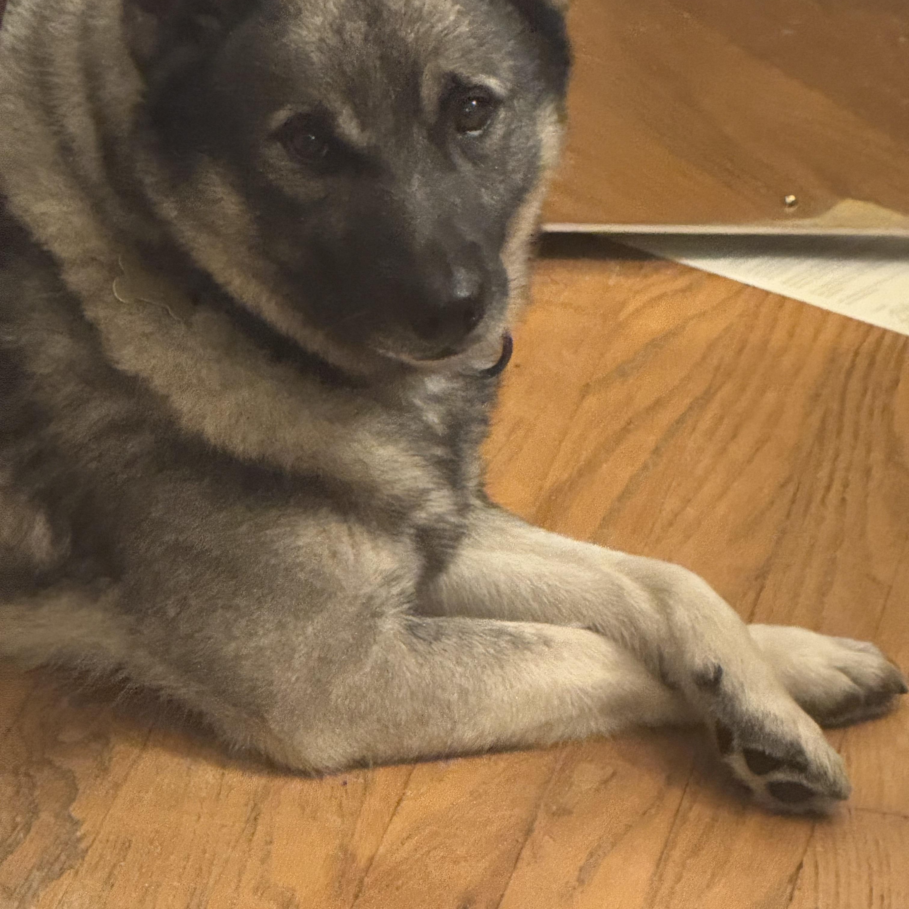Jeb, Adoptable, Adult Male Norwegian Elkhound.