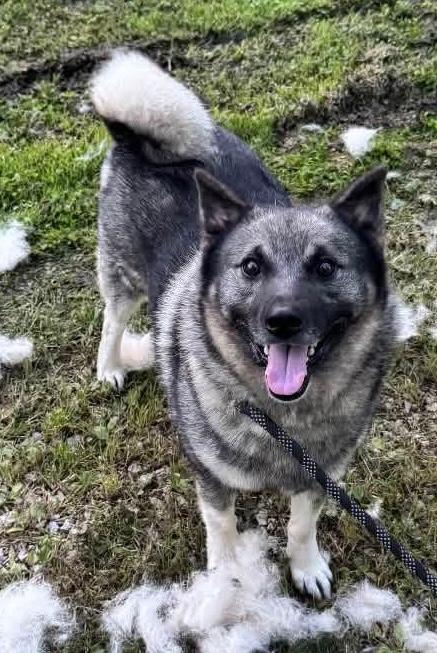 Enlarge Jeb, a Adoptable mixed breed in Painesville, OH image 1/4