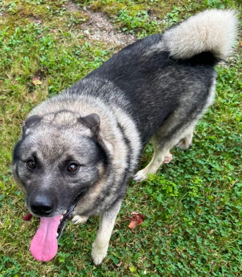 Enlarge Jeb, a Adoptable mixed breed in Painesville, OH image 2/4
