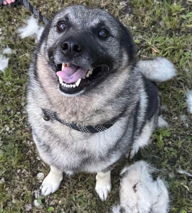Enlarge Jeb, a Adoptable mixed breed in Painesville, OH image 3/4